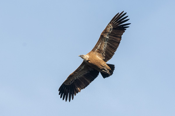 Gänsegeier Gänsegeier