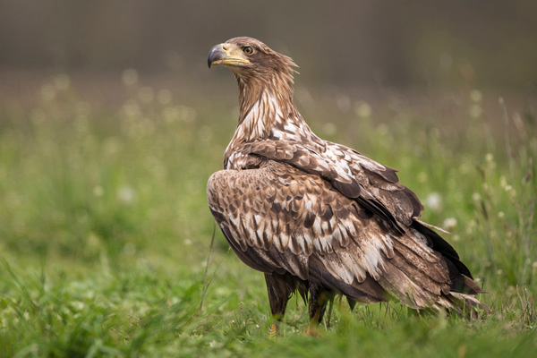 Seeadler Seeadler