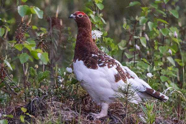 Moorschneehuhn Moorschneehuhn