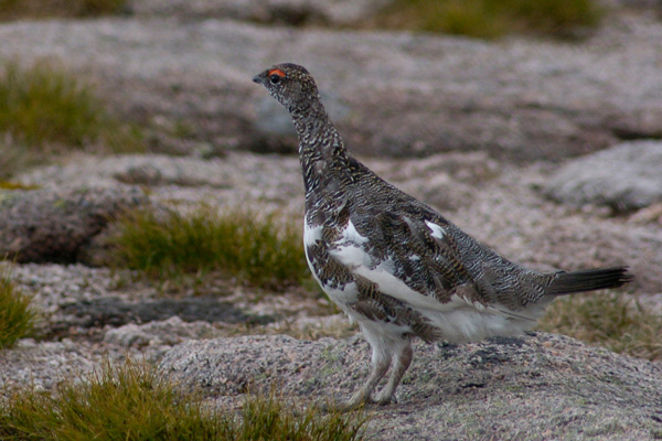Alpenschneehuhn Alpenschneehuhn