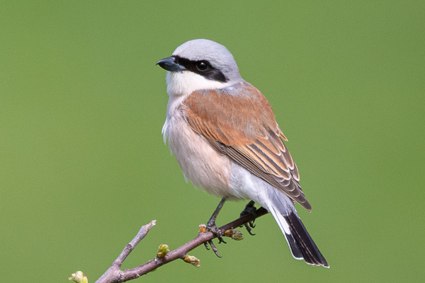 Neuntöter Neuntöter