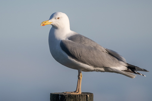 Steppenmöwe Steppenmöwe