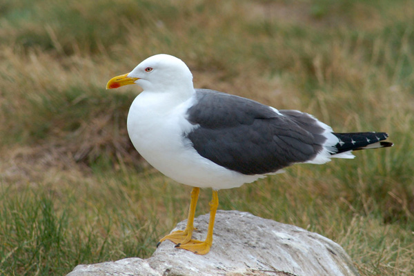 Heringsmöwe Heringsmöwe