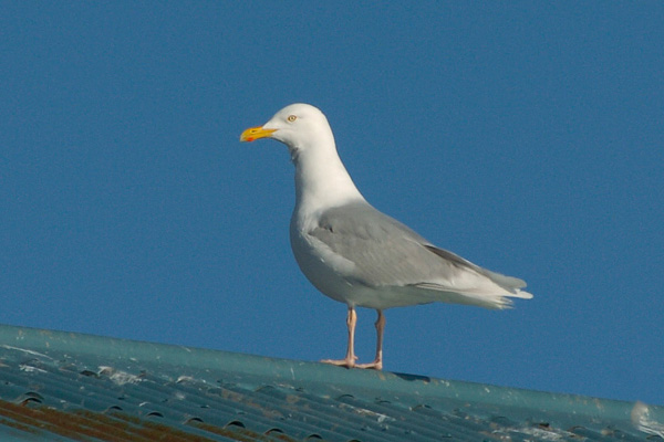 Eismöwe Eismöwe