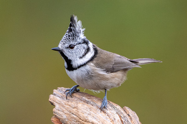Haubenmeise Haubenmeise