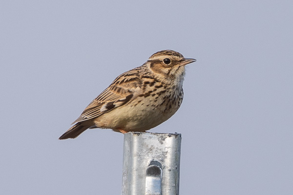 Heidelerche Heidelerche