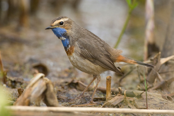 Blaukehlchen