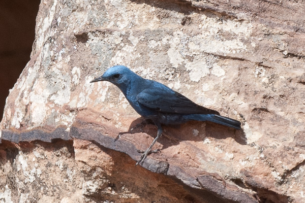Blaumerle Blaumerle