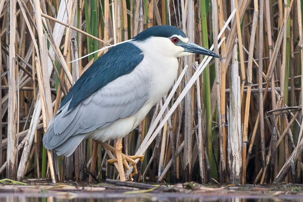 Sterntaucher