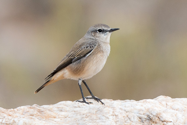 Kaukasussteinschmätzer