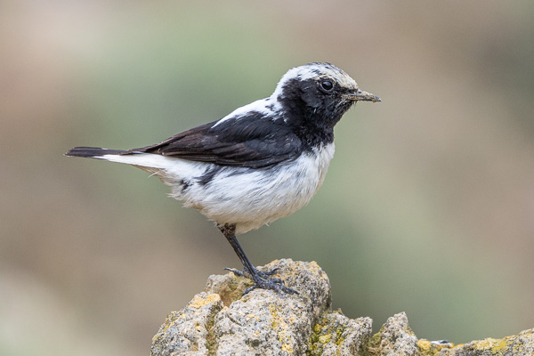 Felsensteinschmätzer