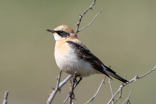 Maurensteinschmätzer