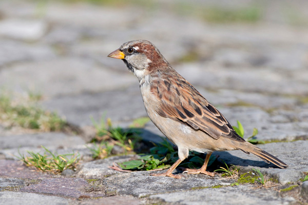 Haussperling Haussperling