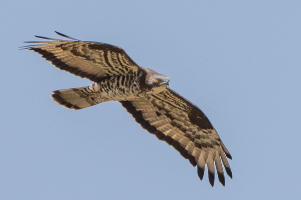 Wespenbussard Wespenbussard