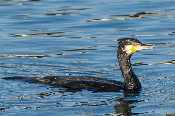 Kormoran Kormoran