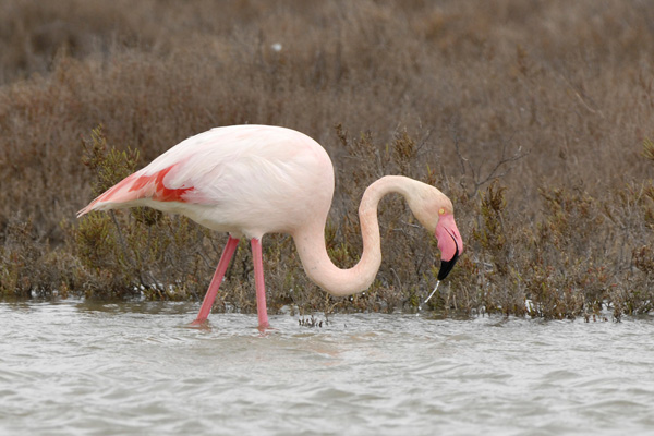 Rosaflamingo Rosaflamingo