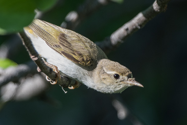 Berglaubsänger Berglaubsänger