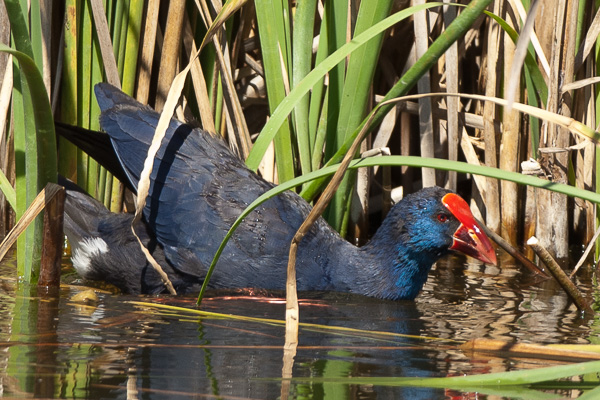 Purpurhuhn Purpurhuhn