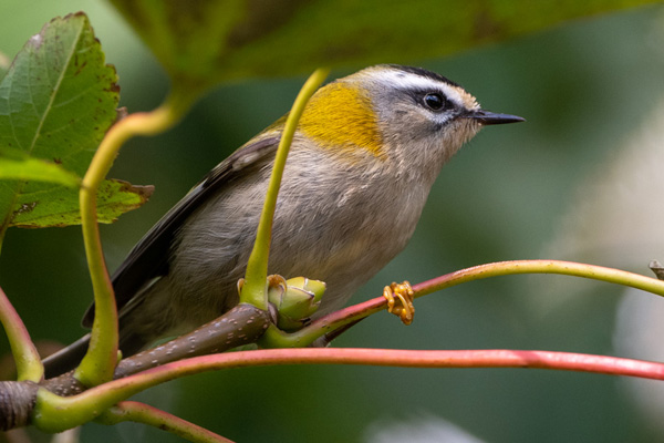 Sommergoldhähnchen