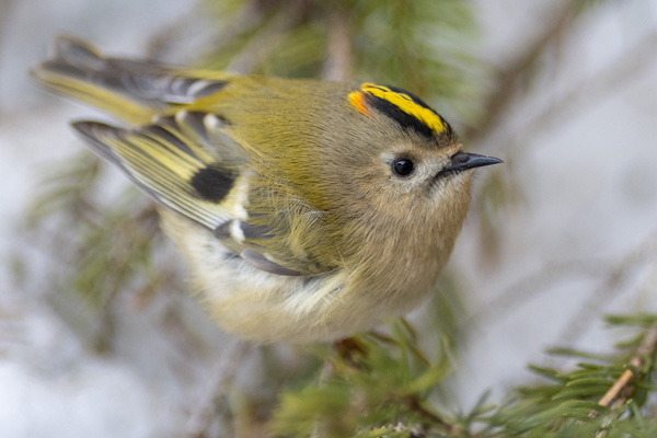 Wintergoldhähnchen