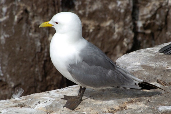 Dreizehenmöwe Dreizehenmöwe