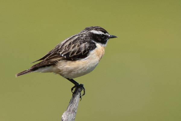 Braunkehlchen Braunkehlchen