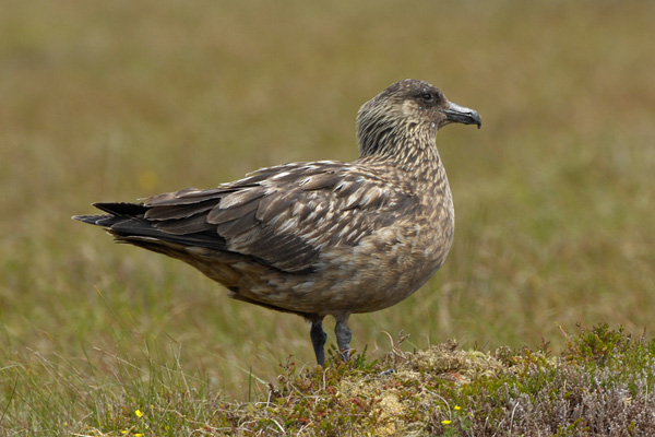Skua Skua