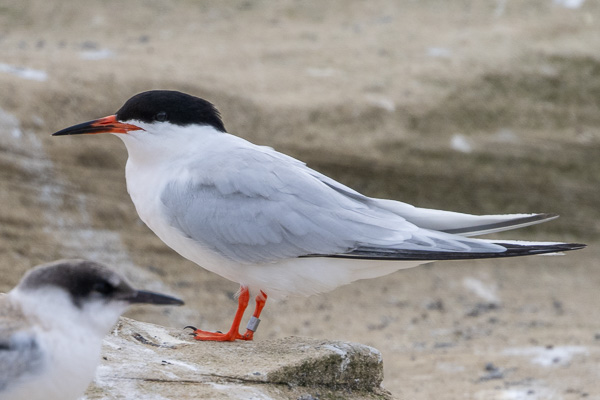 Rosenseeschwalbe Rosenseeschwalbe