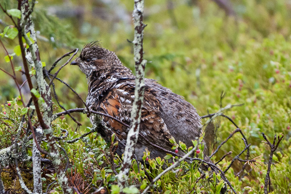Haselhuhn Haselhuhn