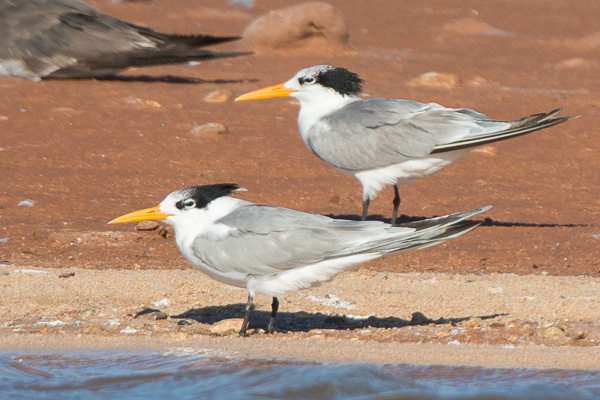Rüppellseeschwalbe Rüppellseeschwalbe