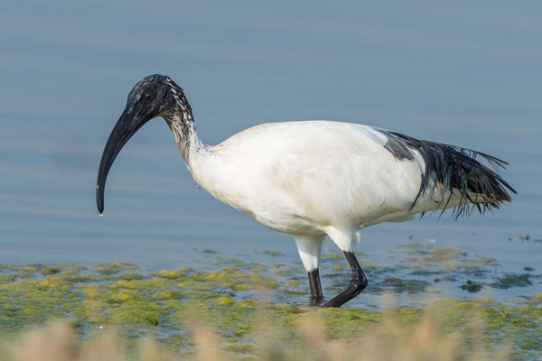 Heiliger Ibis Heiliger Ibis