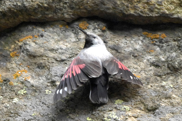 Mauerläufer Mauerläufer