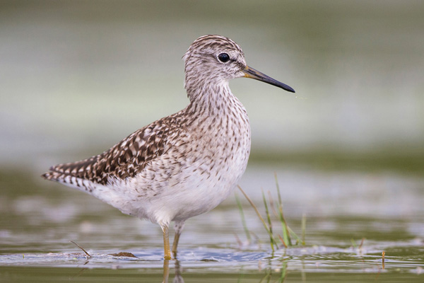 Bruchwasserläufer Bruchwasserläufer