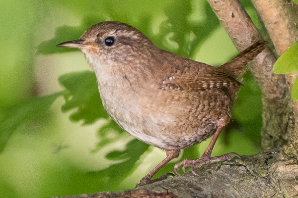 Zaunkönig Zaunkönig