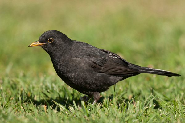 Amsel