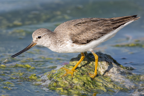 Terekwasserläufer Terekwasserläufer