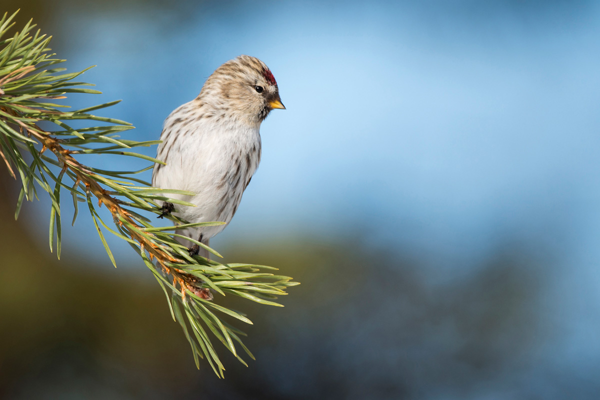 Redpoll