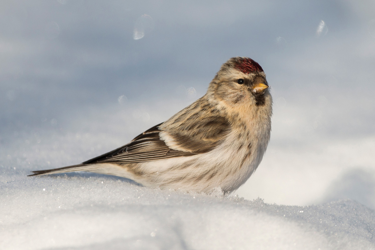 Redpoll