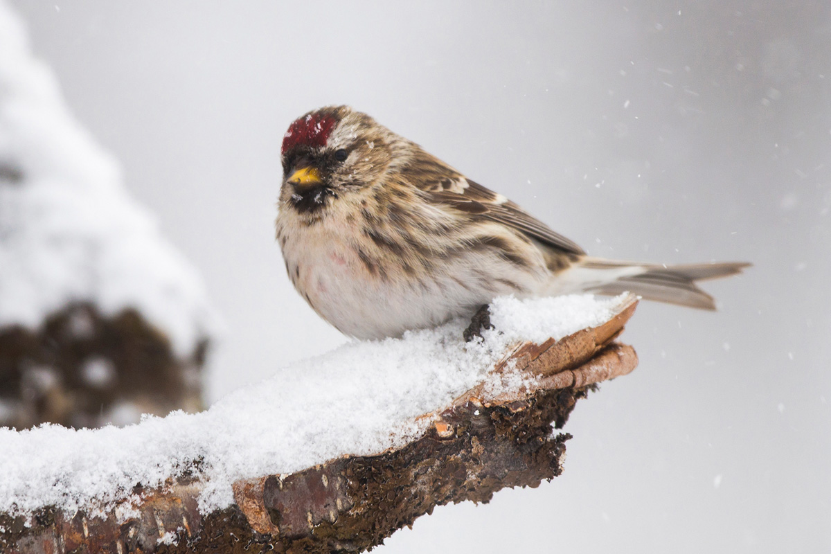 Redpoll