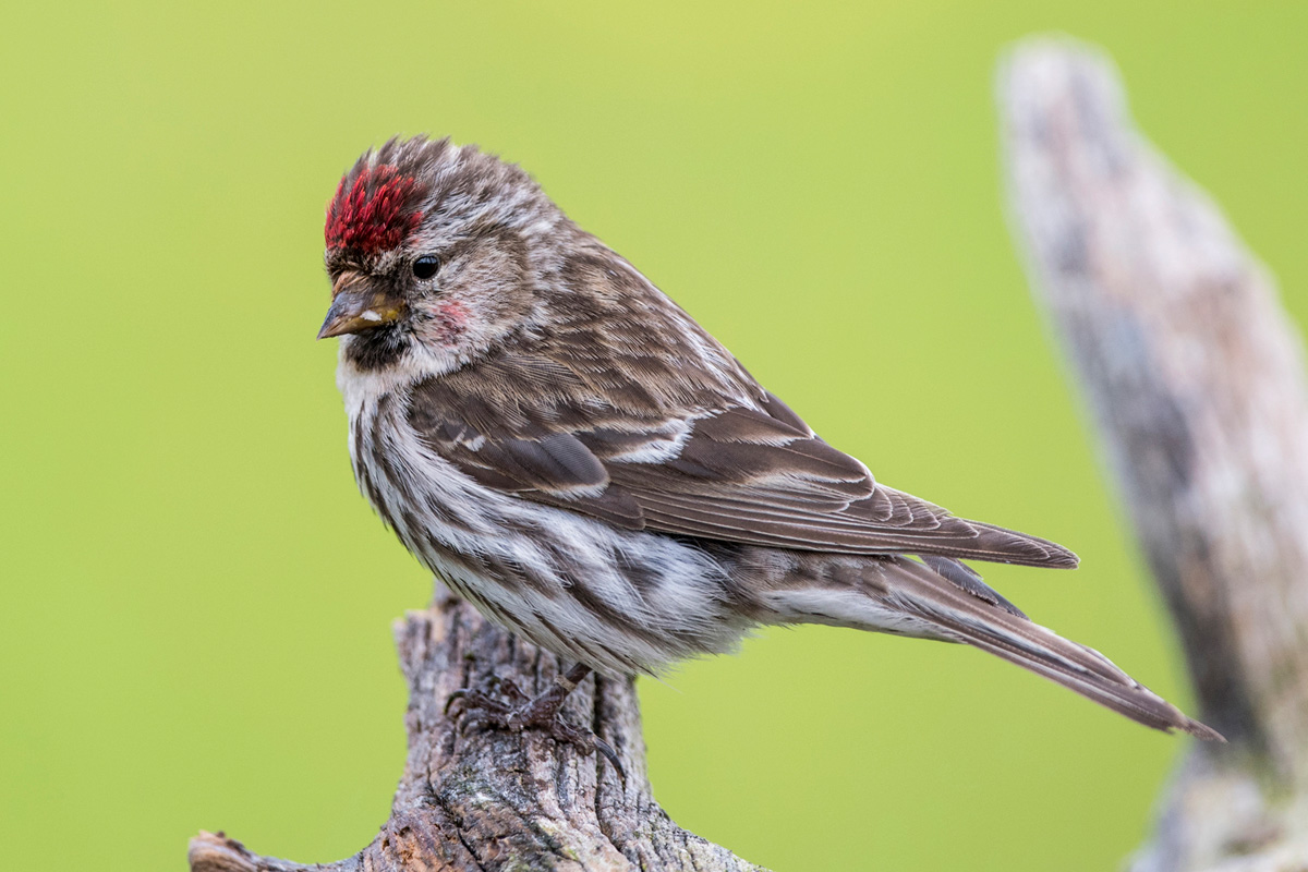 Redpoll