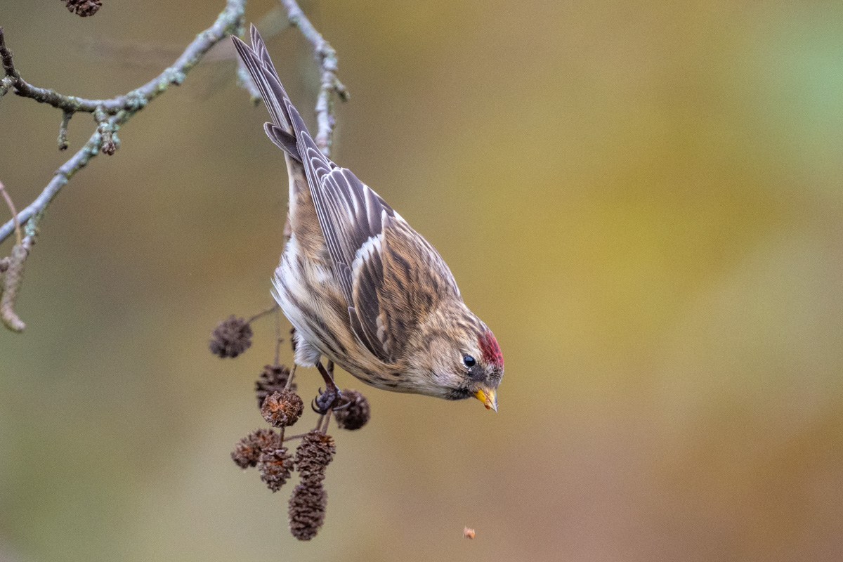 Redpoll
