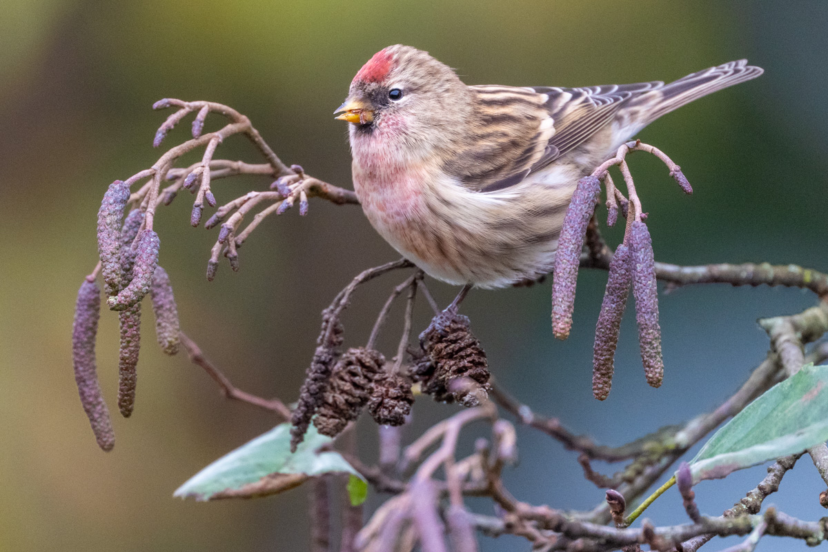Redpoll