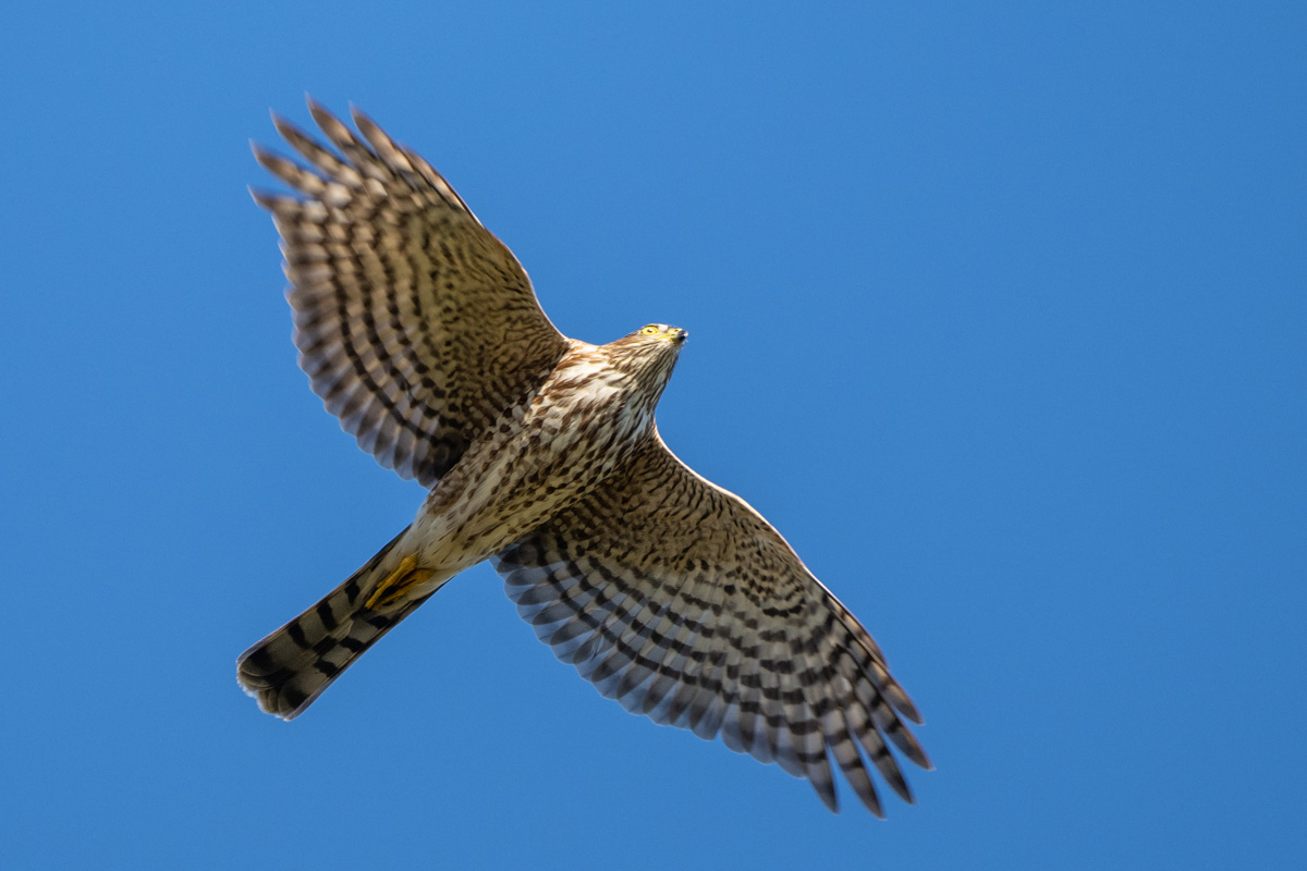 Sharp-shinned Hawk Sharp-shinned Hawk