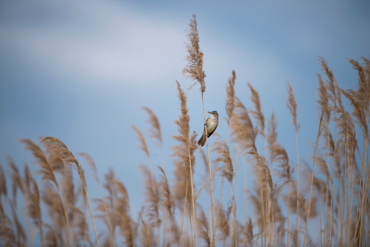 Great Reed Warbler