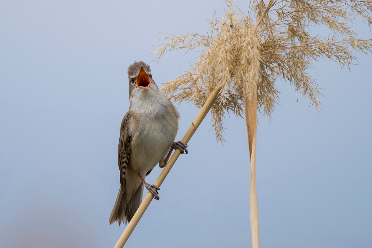 Great Reed Warbler