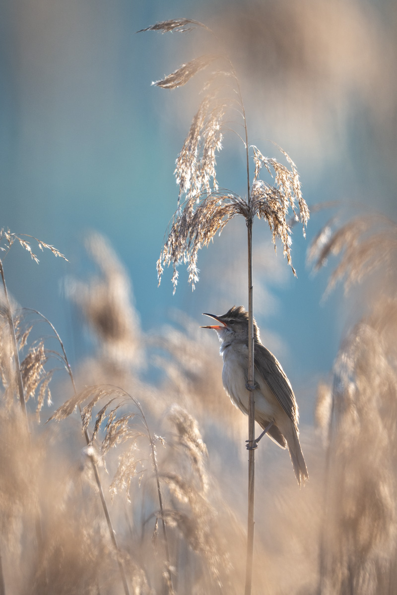 Great Reed Warbler