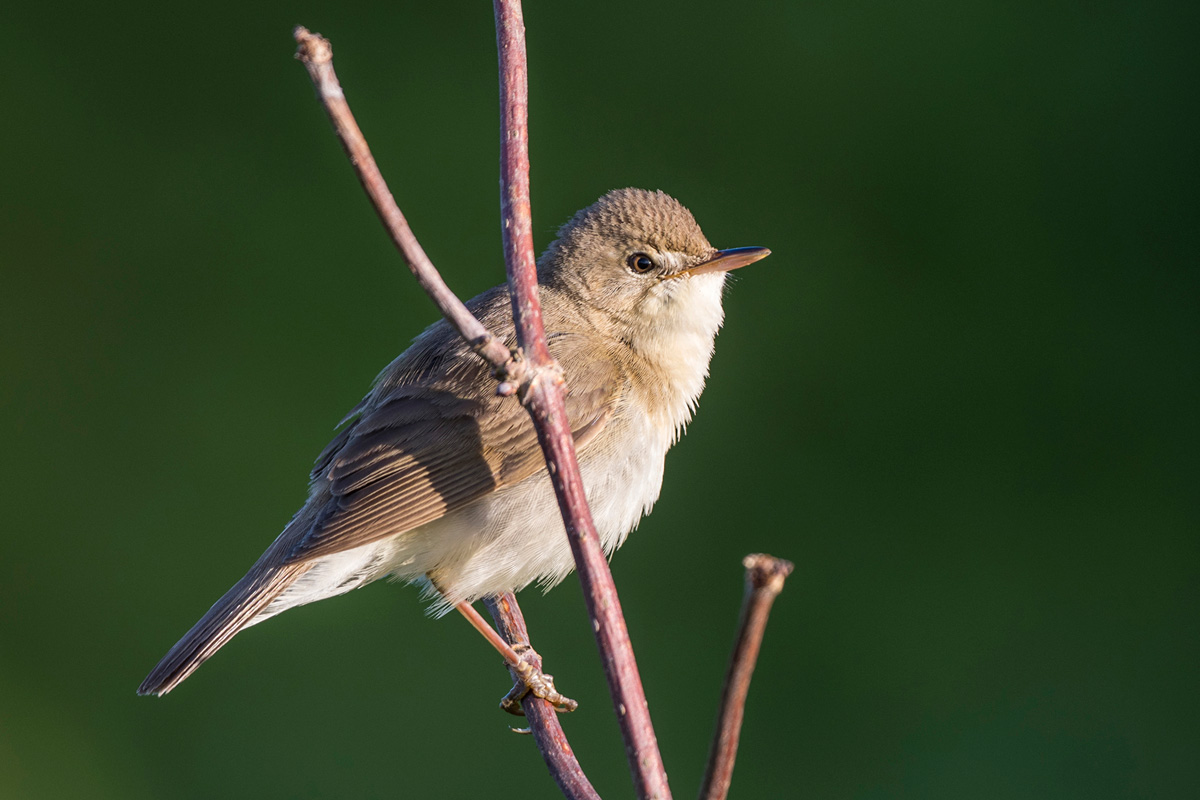 Blyth's Reed Warbler