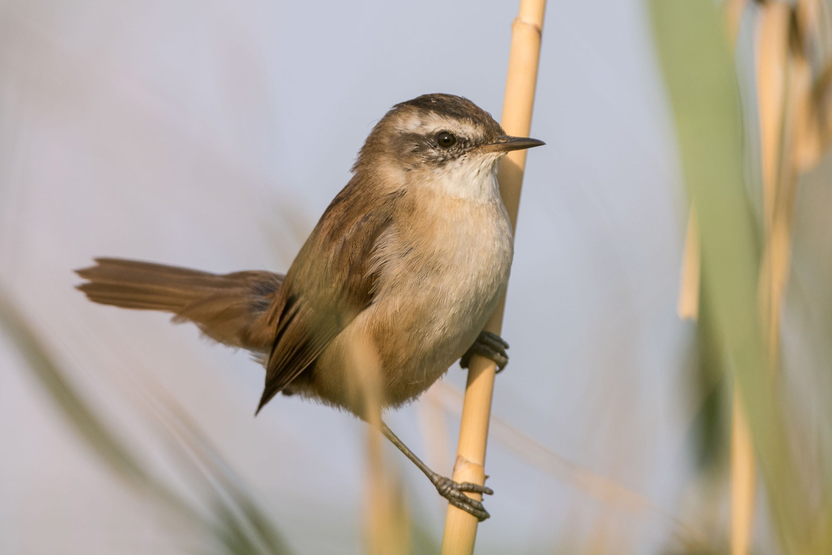 Moustached Warbler