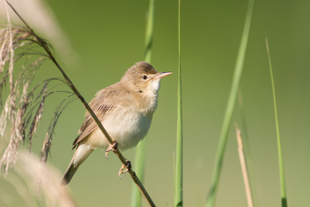 Marsh Warbler
