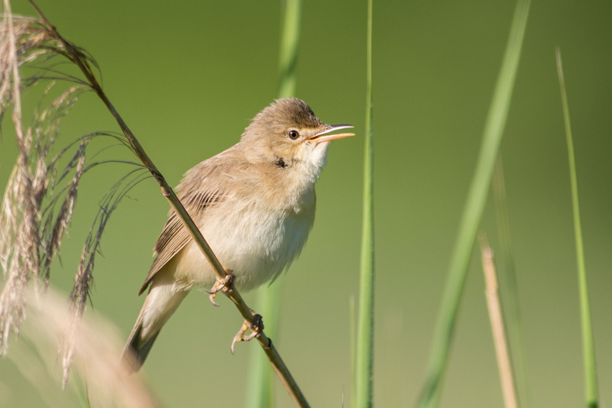 Marsh Warbler